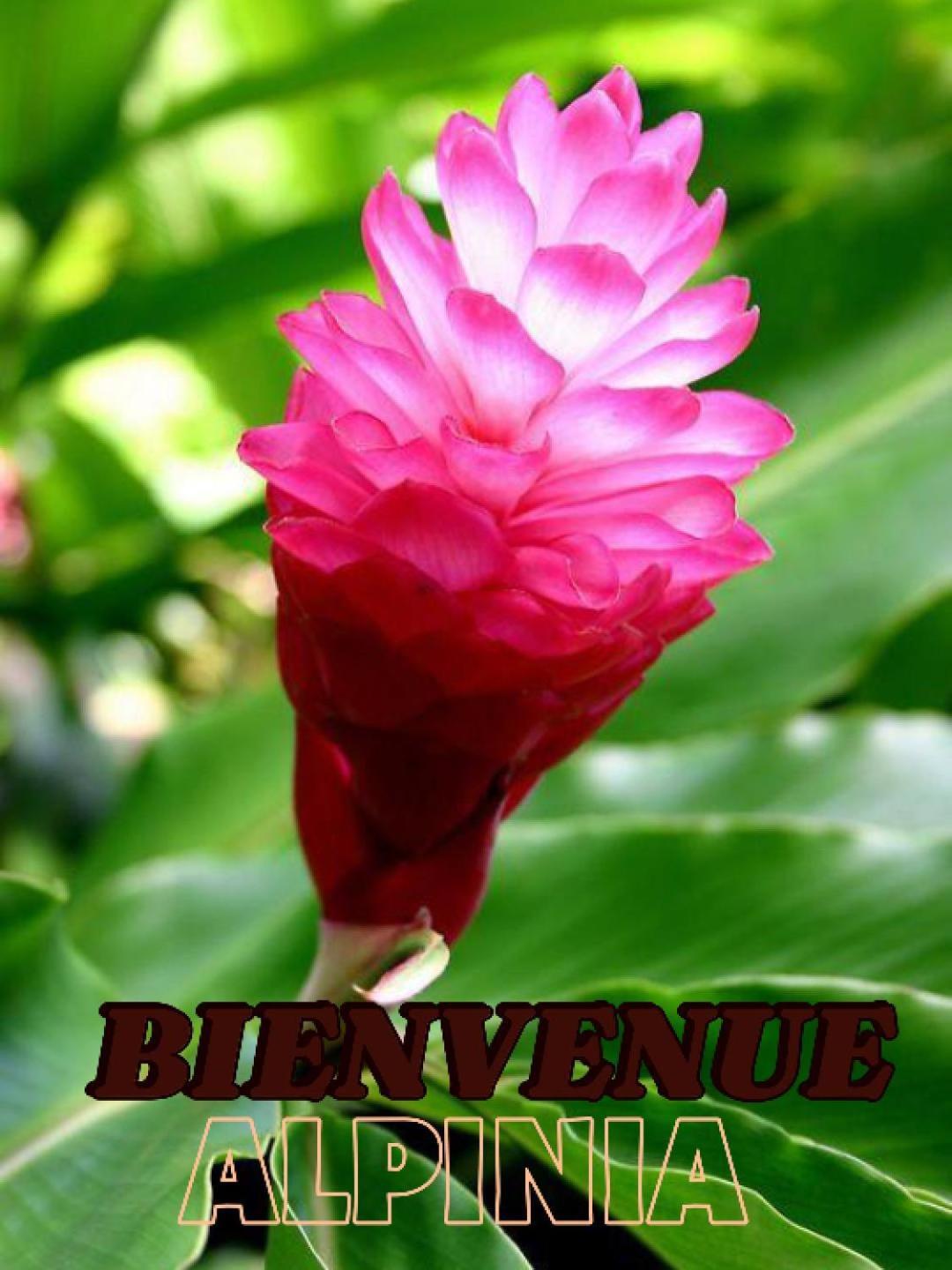 Alpinia Appartement Sainte-Anne Buitenkant foto